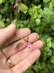 Fuchsia microphylla
