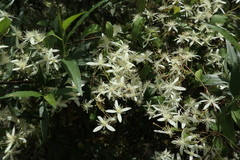 Clematis aristata