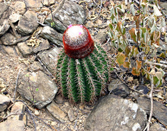 Melocactus intortus