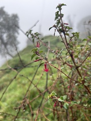 Fuchsia microphylla
