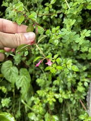Fuchsia microphylla