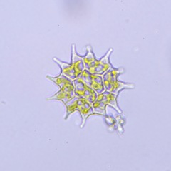 Pseudopediastrum boryanum