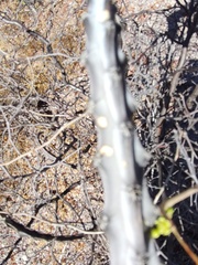 Peniocereus johnstonii