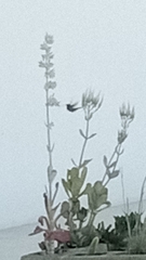 Cynanthus latirostris