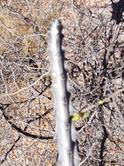 Peniocereus johnstonii