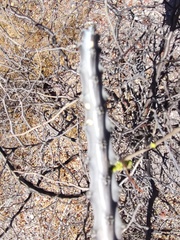 Peniocereus johnstonii