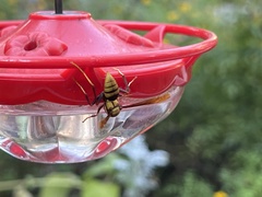 Polistes major major
