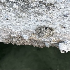 Acanthopleura granulata