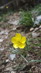Ranunculus dissectus