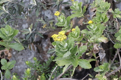Senecio rigidus