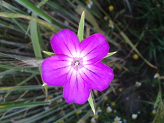 Agrostemma githago