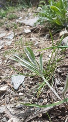 Ranunculus dissectus
