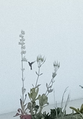 Cynanthus latirostris