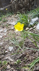 Ranunculus dissectus
