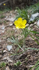 Ranunculus dissectus