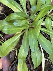 Helenium puberulum