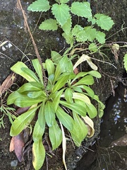 Helenium puberulum