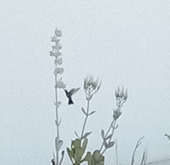 Cynanthus latirostris