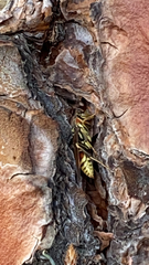 Polistes exclamans