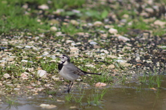 Motacilla alba alba