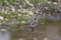 Motacilla alba alba