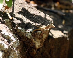 Anolis cristatellus