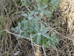 Malcolmia littorea