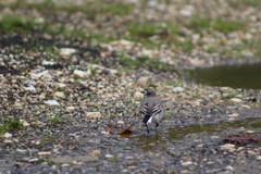 Motacilla alba alba