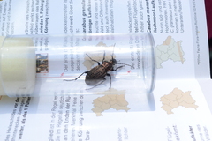 Carabus ulrichii