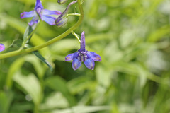 Delphinium nuttallianum