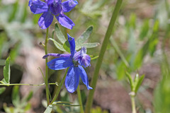 Delphinium nuttallianum