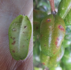 Monarthropalpus flavus