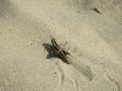 Heteracris littoralis