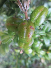 Monarthropalpus flavus