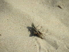 Heteracris littoralis