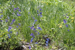 Delphinium nuttallianum