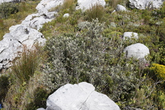 Tarchonanthus littoralis