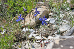 Delphinium nuttallianum