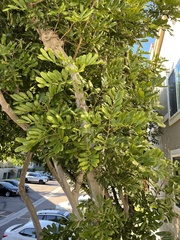 Cupaniopsis anacardioides