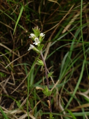 Euphrasia scottica