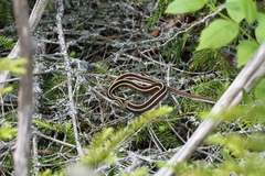 Thamnophis saurita septentrionalis
