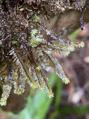 Macrodiplophyllum rubrum