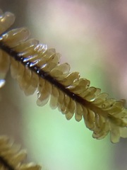Macrodiplophyllum rubrum