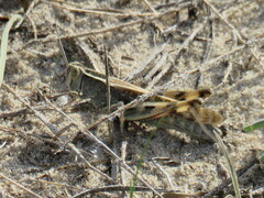 Heteracris littoralis