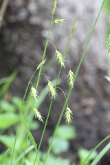 Carex castanea
