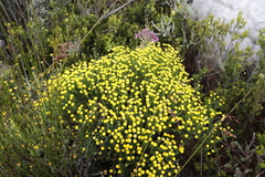 Chrysocoma coma-aurea