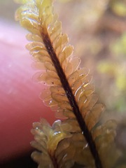 Macrodiplophyllum rubrum