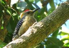 Melanerpes hoffmannii