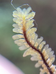Macrodiplophyllum rubrum