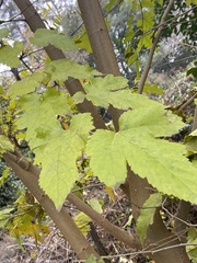 Morus alba